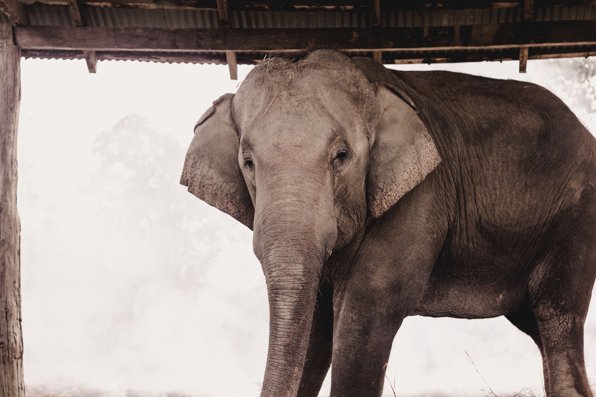 Éléphants se baignant dans la rivière à l'aube, brume légère et forêt en arrière-plan, Xayaboury