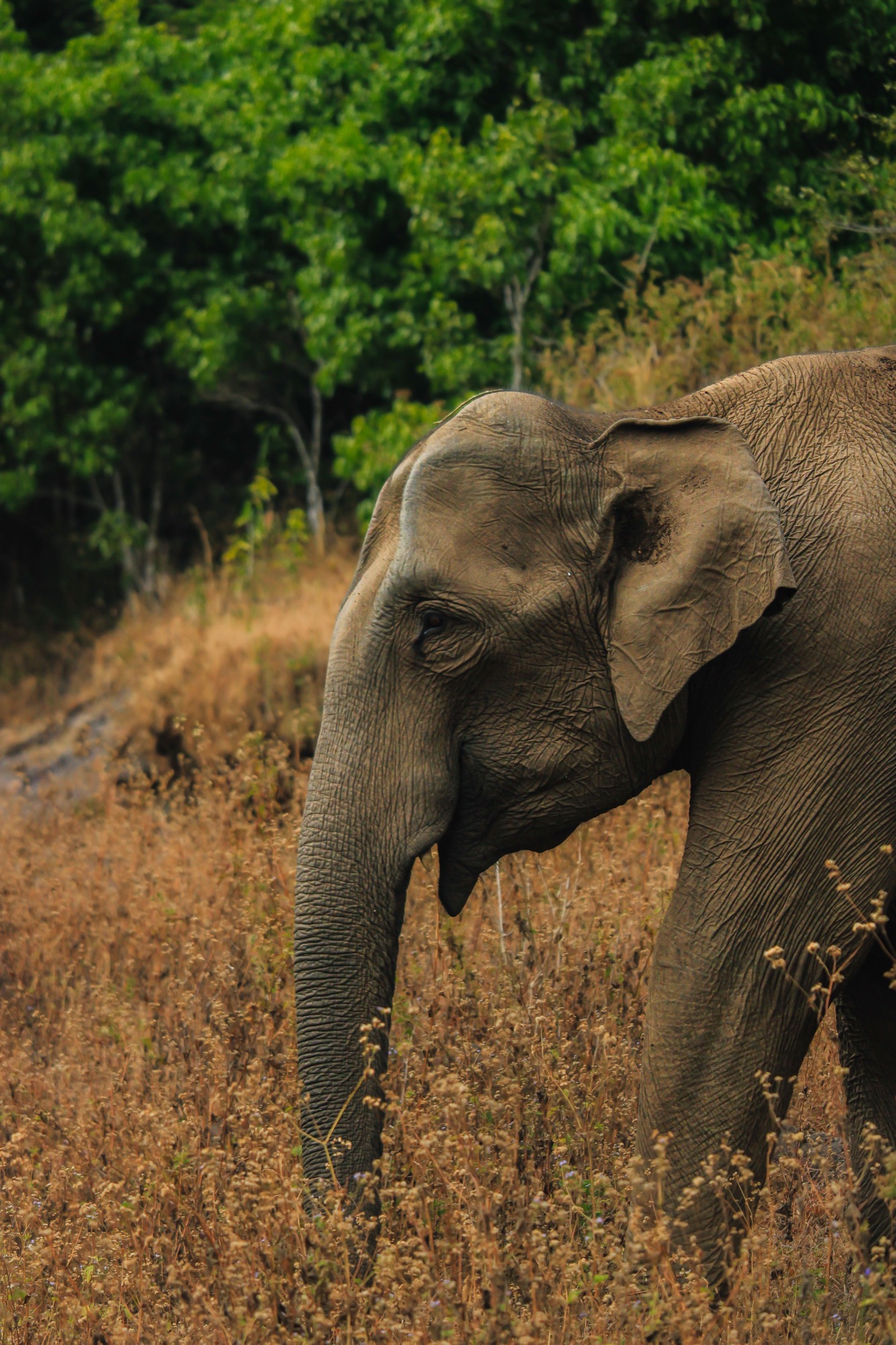 Éléphants au Centre de Conservation, Xayaboury
