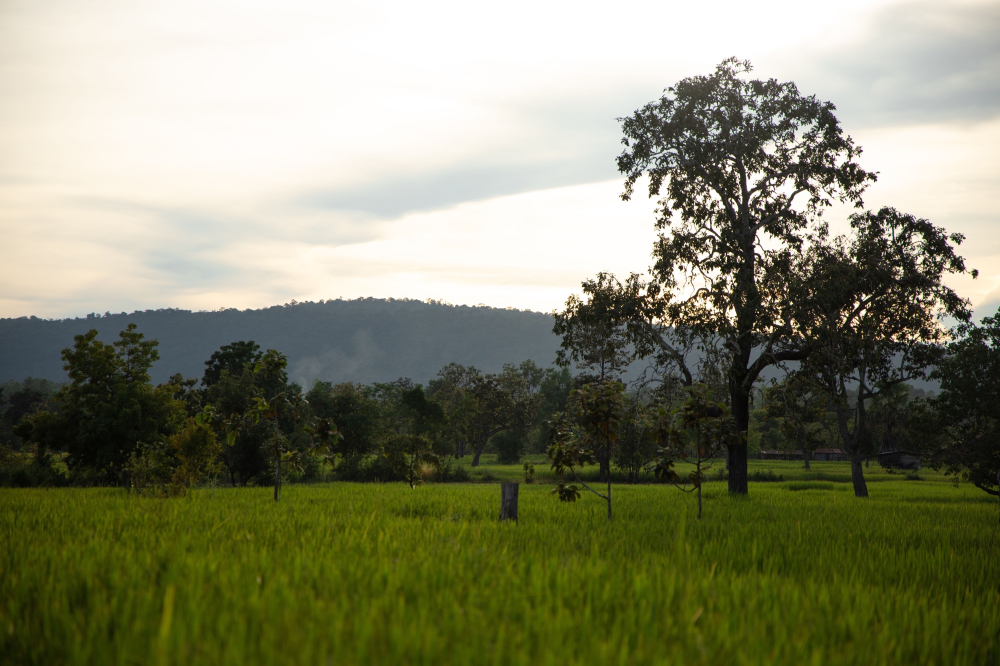 Rizières et grands arbres dans la province de Bokeo, nord du Laos