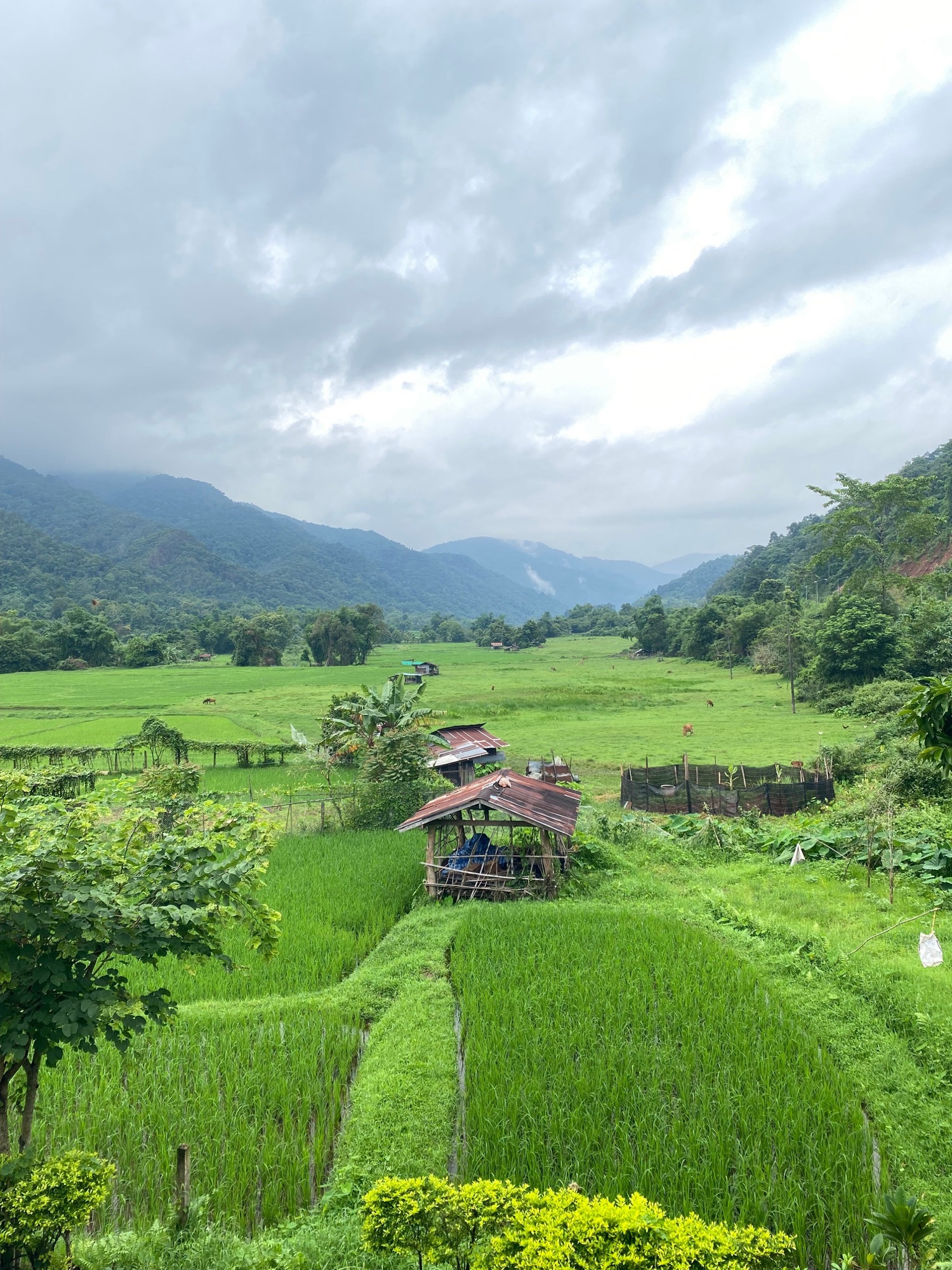 Rizières près de Luang Prabang